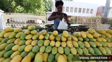 After two difficult years, mango traders expect good export season