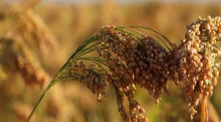 millets