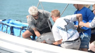 Tiny stubby-nosed porpoise