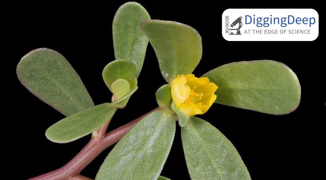 Purslane, a crop historically consumed through much of the Old World, but has of-late been dismissed as a peripheral, if not an outright useless byproduct (Wikimedia Commons)