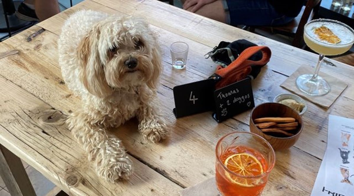 cocktails for dogs, dog love, cute dog pictures
