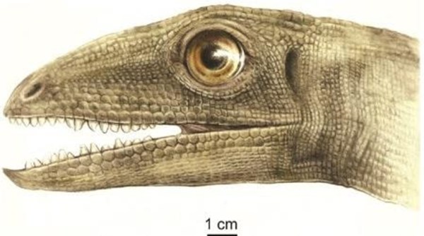 Ancestro del dinosaurio llamado Silesaurus opolensis