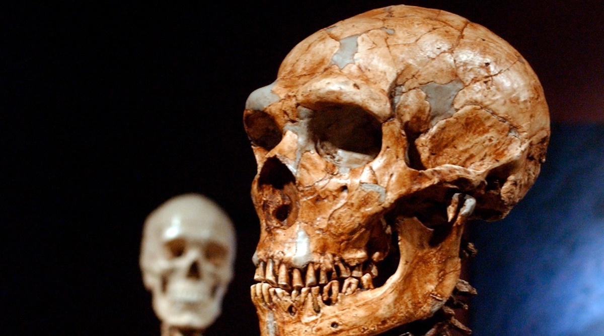 reconstructed Neanderthal skeleton