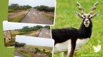 Blackbuck crossing, Blackbuck National Park, Gujarat, Bhavnagar, Blackbuck crossing viral video, Trending news, Indian Antelopes, Viral news, Indian Express news