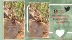 Monkey bathing viral video, Twitter reaction, monkey and child bath video, little monkey refusing to bathe, Viral videos, Trending news, viral news, Indian Express news