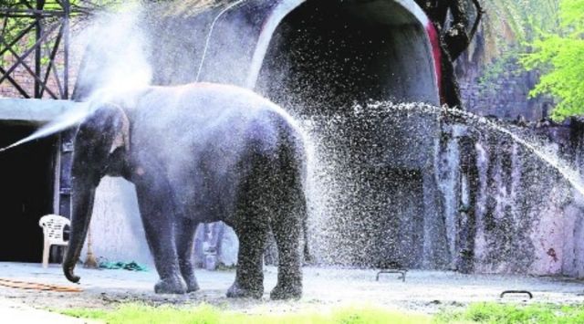 The Delhi zoo reopens to the public on August 1. (Express Archive)