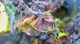 Indian scientists from Bathinda university discover new plant species growing in hostile Antarctica