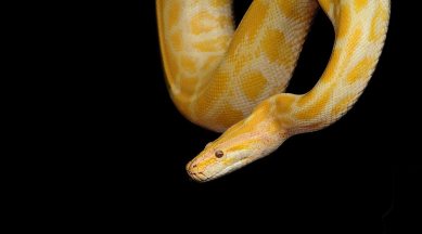 python bites man, python in toilet, austrian man bitten by python in toilet, snake in toilet, python bite man in genitals toilet, pet python escape bite neighbour, odd news, indian express news