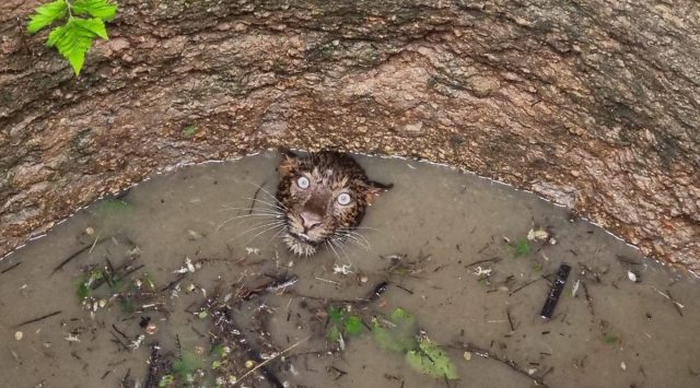 assam, leopard rescue, leopard fall into well, leopard rescued from well, assam leopard well viral photo, leopard trapped in deep well, viral news, indian express