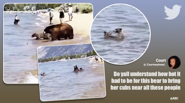 bear mother cubs lake tahoe, bear family cool off lake tahoe, bears bathe in beach, viral video, california heat wave, indian express