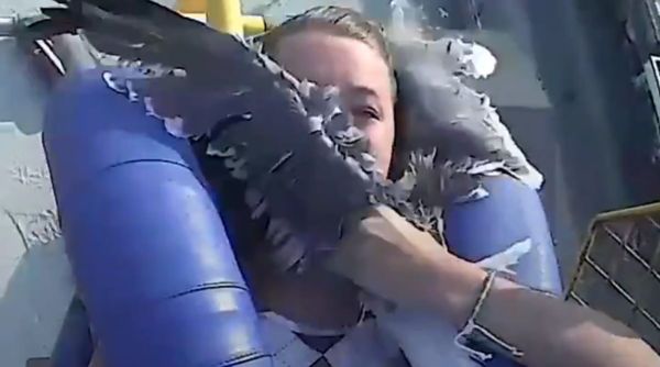 seagull, seagull flies girls face viral video, Jersey Shore amusement ride, the Springshot ride, twitter reactions, indian express, indian express news