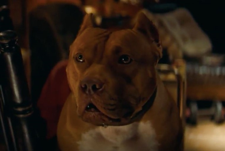 Dog In Once Upon A Time In Hollywood