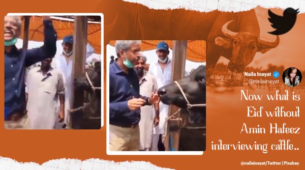 pakistan, eid, Amin Hafeez, Amin Hafeez buffalo interview, pak journalist Amin Hafeez funny interviews, funny pakistani reporters, viral videos, indian express