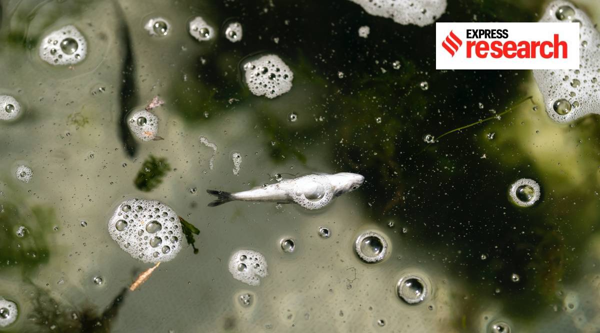 A dead chinook salmon floats in a fish trap on the lower Klamath River on Tuesday, June 8, 2021, in Weitchpec, Calif. A historic drought and low water levels on the Klamath River are threatening the existence of fish species along the 257-mile long river. (AP Photo)