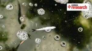 How a threatened fish species highlights climate racism against indigenous peoples in the US