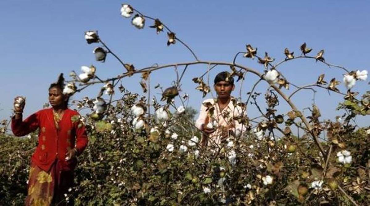 cotton prices