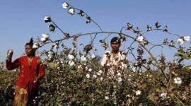 cotton prices
