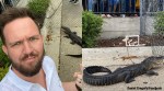 alligator Florida, alligator wanders in florida, alligator church Florida, alligator church, alligator storm drain, crocodile, reptile videos, viral videos, trending videos, trending news, Indian Express news