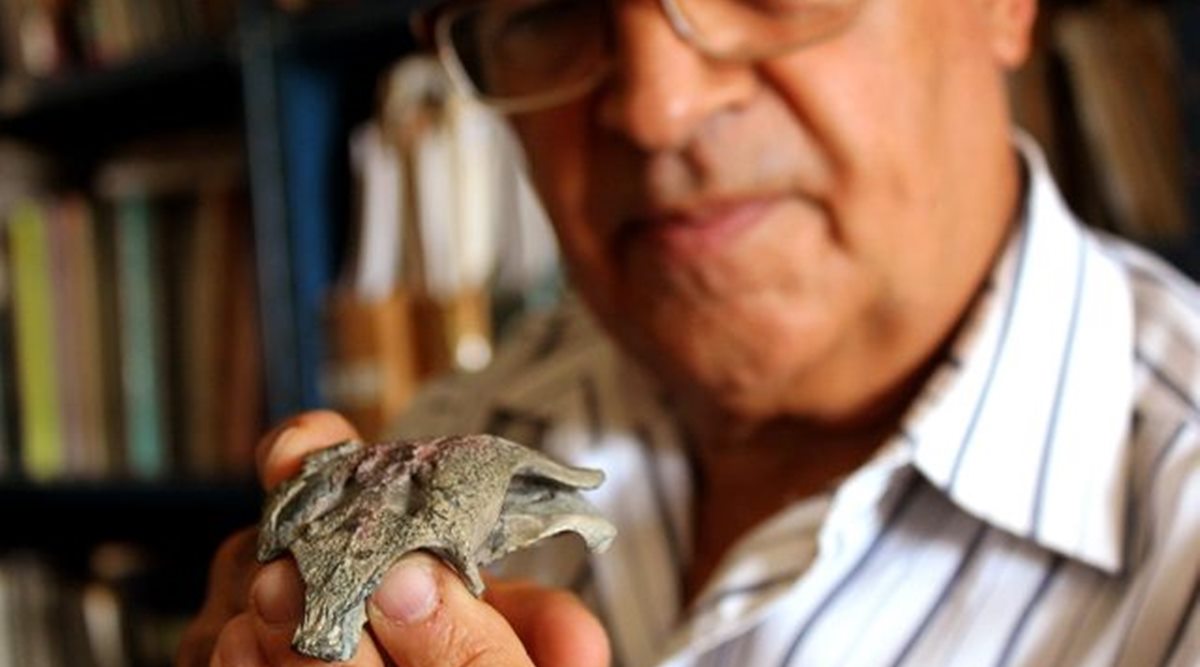 Cocodrilo moderno ‘abuelo’ encontrado en Chile fosilizado