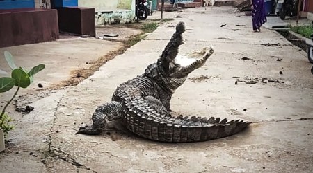 Karnataka', crocodile Karnataka' Uttara Kannada, Karnataka' streets crocodile,. crocodile in karnataka, viral video, twitter reactions, indian express, indian express news