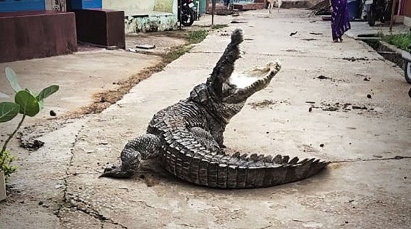Karnataka', crocodile Karnataka' Uttara Kannada, Karnataka' streets crocodile,. crocodile in karnataka, viral video, twitter reactions, indian express, indian express news