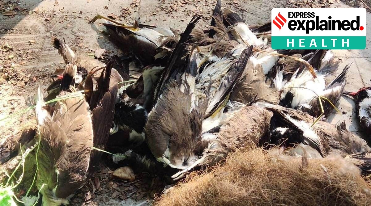 bird flu, bird flu in india, bird flu in delhi, bird flu symptoms