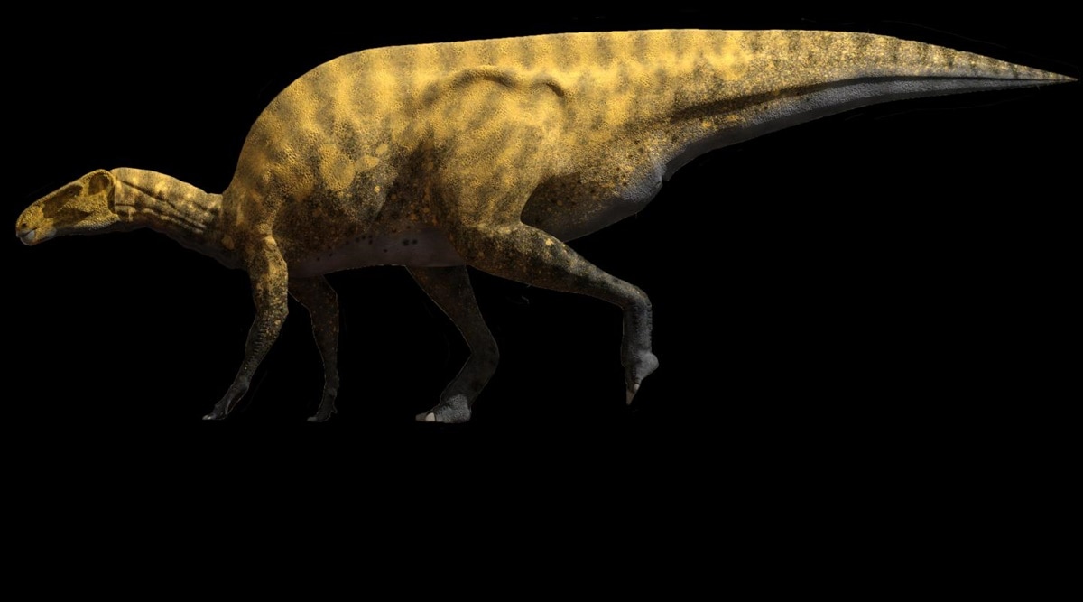 the newest dinosaur found