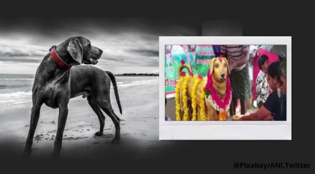 dog death anniversary, dog statue, dog statue in Andhra pradesh, bronze dog statue, trending news, indian express news