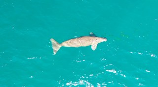 Dugong survey