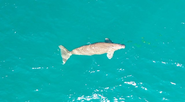 Dugong survey