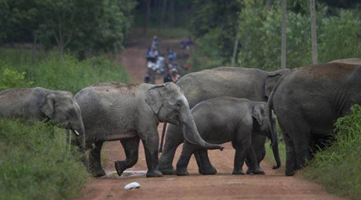 Lemru elephant reserve, in the pipelines for the past 12 years, was notified under the erstwhile BJP government.