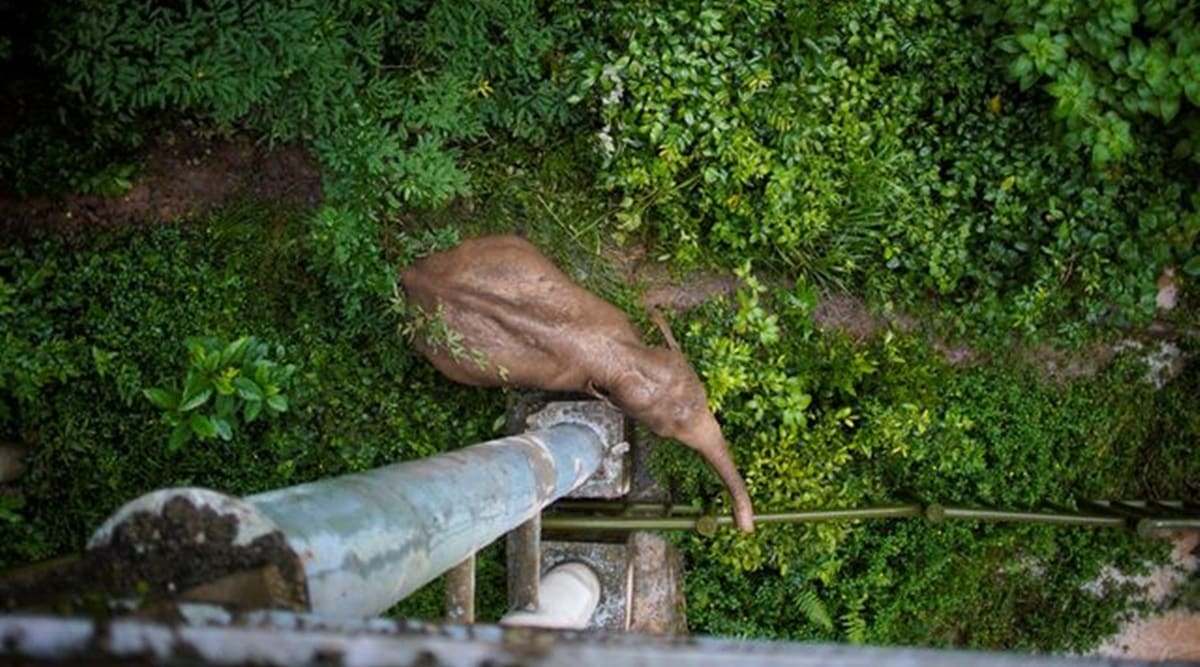 China’s wild elephants seek room to roam as habitats shrink