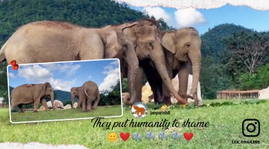 Video Shows Elephant Guiding Her Blind Friend Towards Food Netizens Say Beautiful Souls Trending News The Indian Express