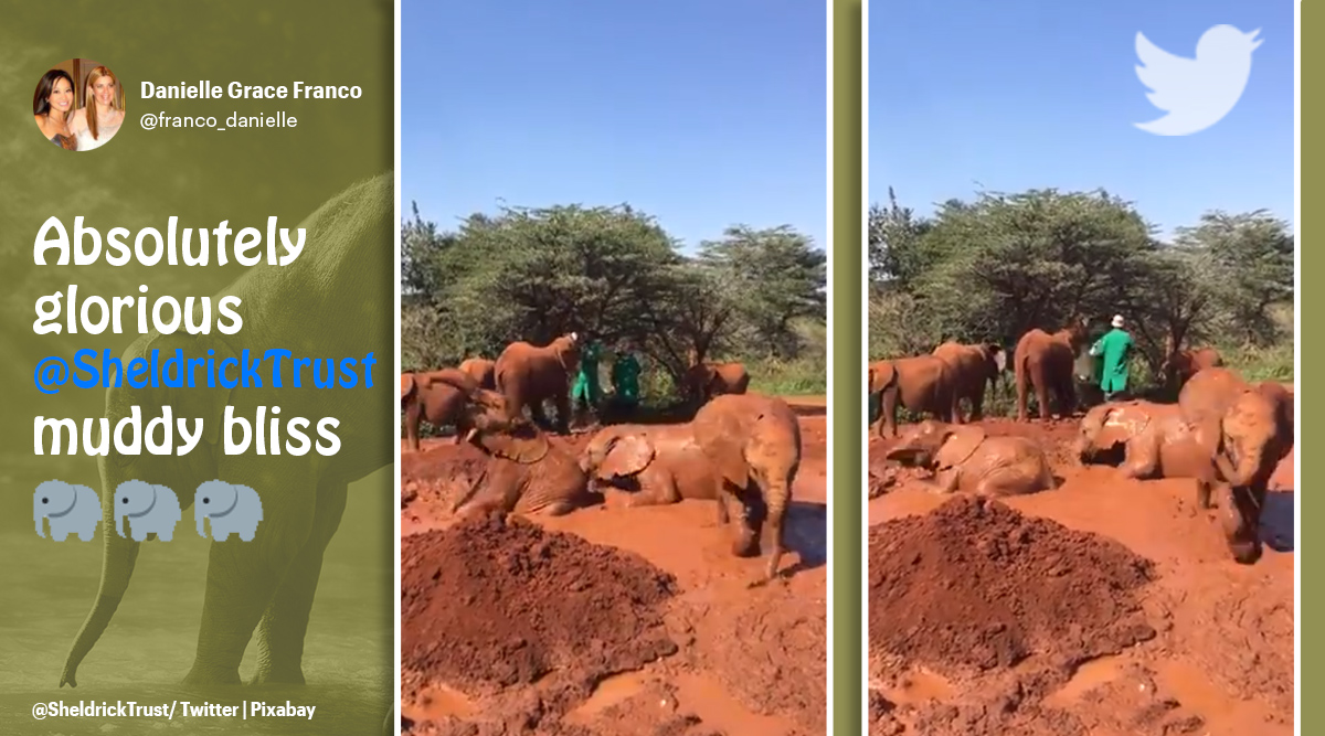 ‘Muddy bliss looks like this’: Video of elephants taking mud bath goes