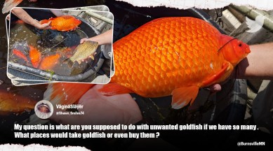giant pet goldfish