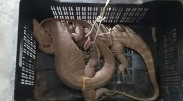 According to officials, the three lizards of the protected species were found in a plastic box kept in the house by the accused. The accused was not found in the house at the time of raid and was arrested on Thursday.  (Express)
