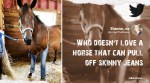 Horse in denim suspenders, Twitter viral, Horse in denim vial picture, Horse in denim pants, Horse in jeans, Trending News, Viral news, Indian Express news