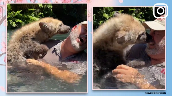 kisses from hyena, Jay Brewer Reptile Zoo California, hyena viral video, hyena trending, cute animals, wild animals, trending, indian express, indian express news