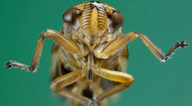 Froghoppers have such suction capability that, according to researchers, if they stood atop the Statue of Liberty, they could drink from a glass of water on the ground if they could find a straw long enough. (Source: Philip GD Matthews via The New York Times)