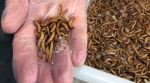 insects, beetles, food production