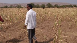 Maharashtra crop loans, Maharashtra crop loans disbursal, Maharashtra crop loans online application, Balasaheb Patil, Maharashtra crop loans private banks, indian express