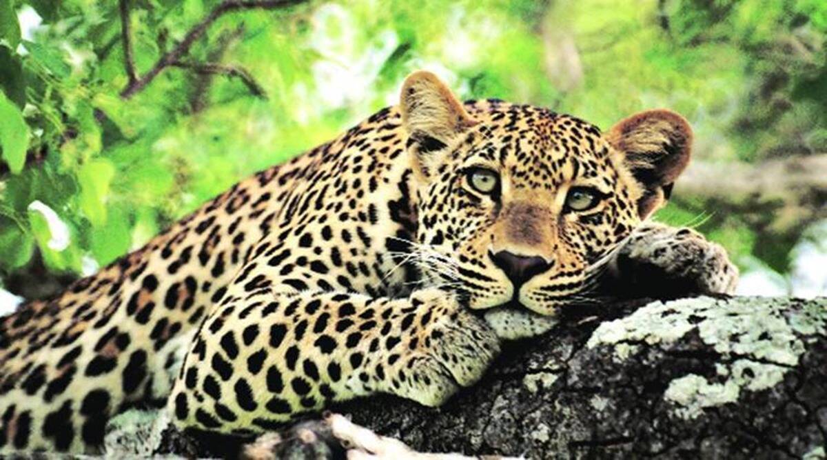Man-leopard conflict: Maharashtra panel suggests co co-existence with  animals, ties with locals | Mumbai news