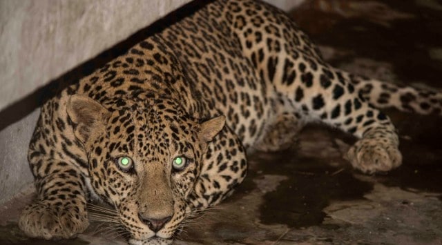 While all schools across the state remain shut due to the Covid-19 pandemic, the on-ground maintenance staff at Jawahar Navodaya Vidyalaya were busy with a clean up of the premises on Wednesday, when they spotted the leopard in the school canteen. (Photo: Wildlife SOS)