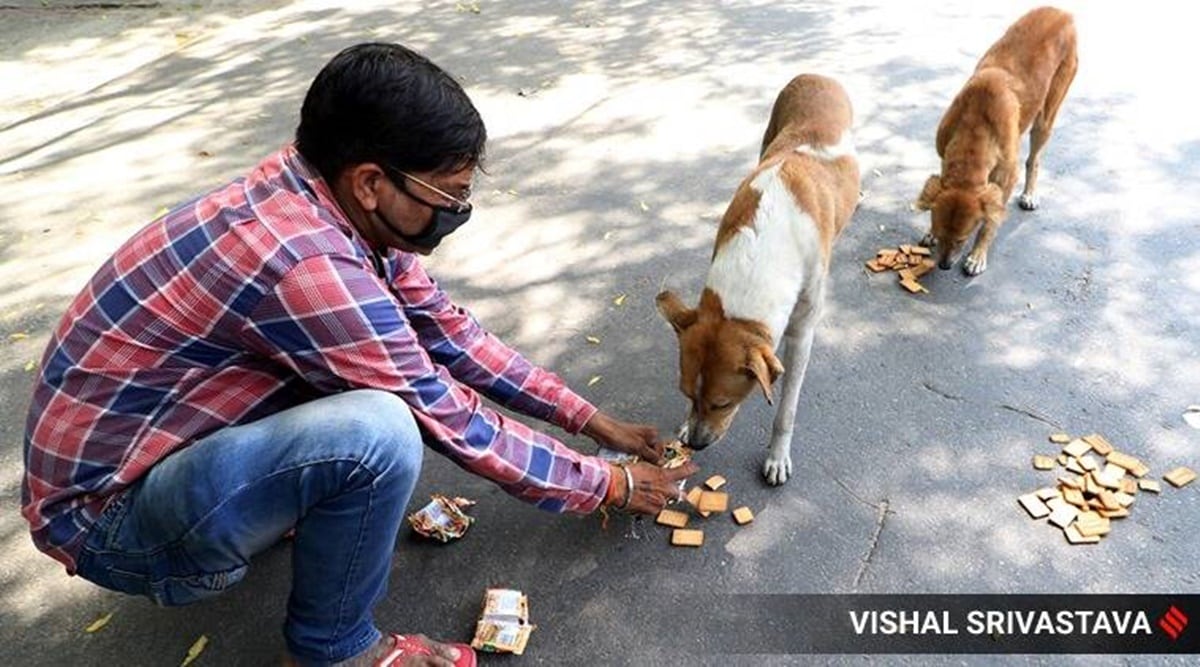 SC lifts stay on Delhi HC order on stray dogs’ right to food Delhi News The Indian Express