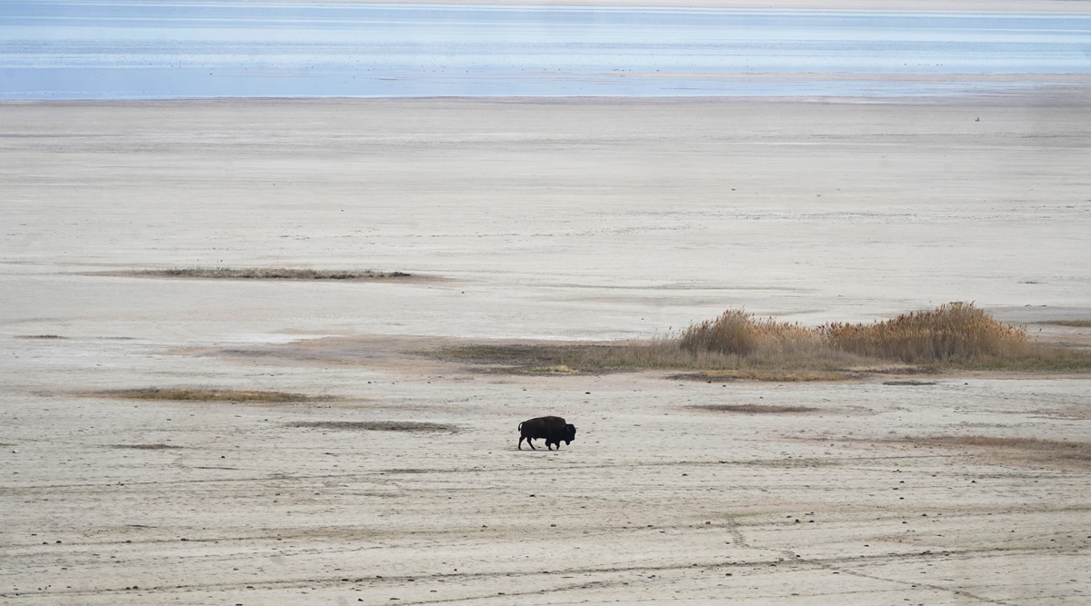 A lone bison walks along the receding edge of the Great Salt Lake on his way to a watering hole on April 30, 2021, at Antelope Island, Utah.