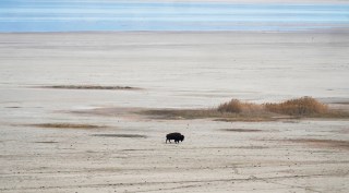 A lone bison walks along the receding edge of the Great Salt Lake on his way to a watering hole on April 30, 2021, at Antelope Island, Utah.