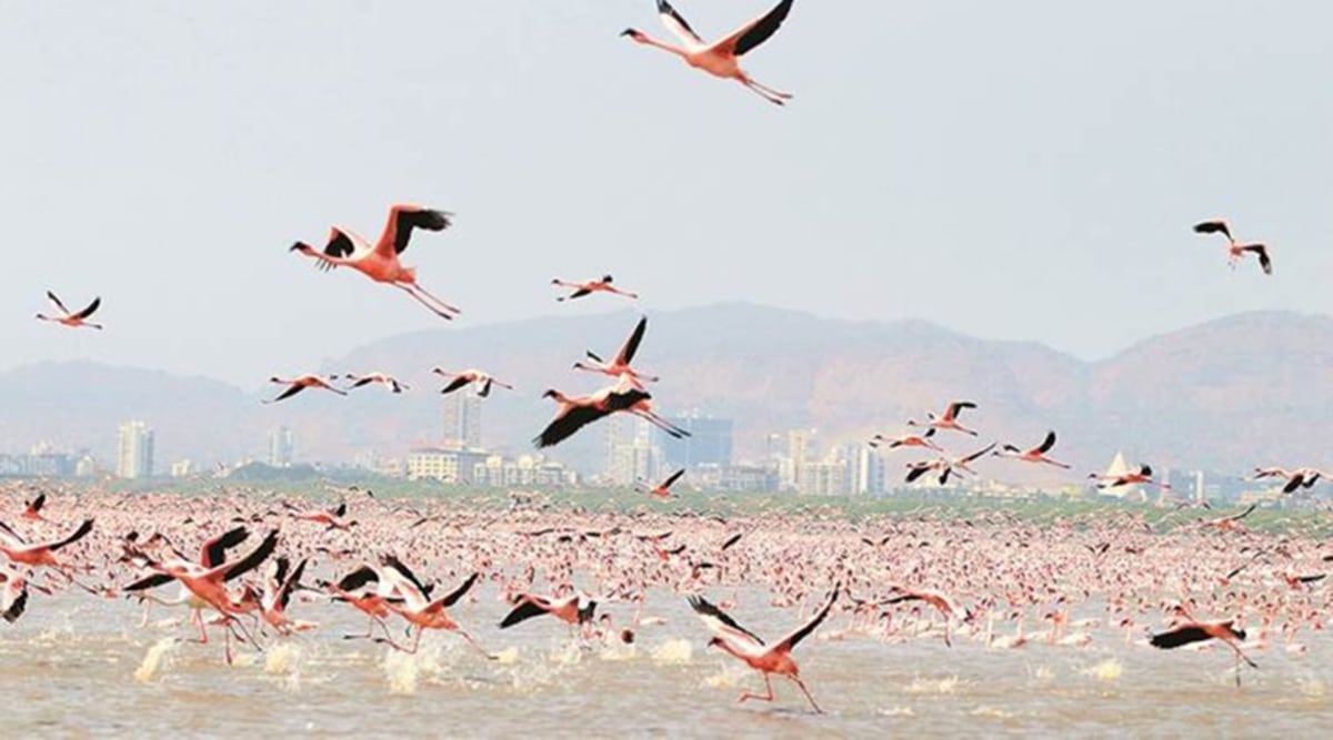 BNHS to conduct study on migratory birds at wetlands in Maharashtra |  Mumbai News