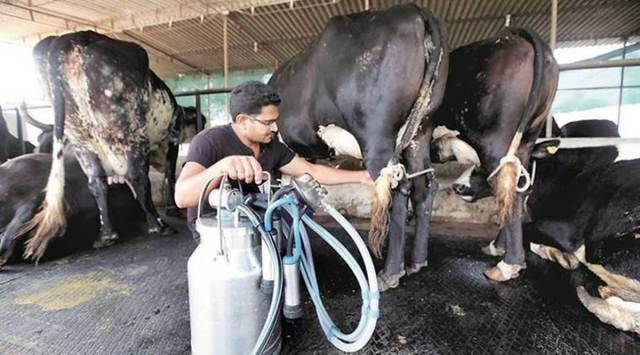 Harit Dhara acts by decreasing the population of protozoa microbes in the rumen, responsible for hydrogen production and making it available to the archaea for reduction of CO2 to methane. (Representational)