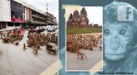 thailand monkey fight, monkeys brawl thailand road, lopburi hungry monkey fight, viral videos, odd news, trending news, viral news, indian express