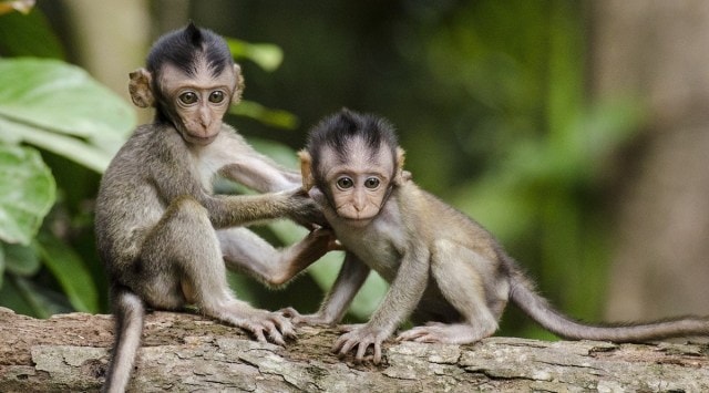 monkey b virus